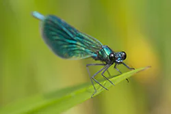 Świtezianka błyszcząca (Calopteryx splendens)