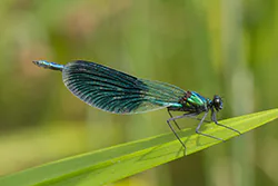 Świtezianka błyszcząca (Calopteryx splendens)