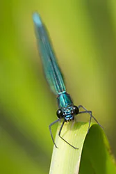 Świtezianka błyszcząca (Calopteryx splendens)