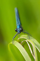 Świtezianka błyszcząca (Calopteryx splendens)