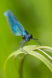 Świtezianka błyszcząca (Calopteryx splendens)