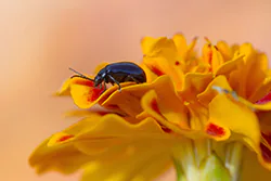 Alder Leaf Beetle (Agelastica alni)