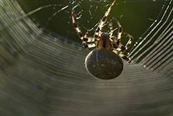 Krzyżak łąkowy (Araneus quadratus)