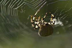 Krzyżak łąkowy (Araneus quadratus)