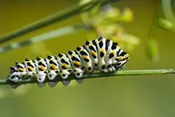 Old World Swallowtail (Papilio machaon)
