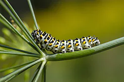 Old World Swallowtail (Papilio machaon)