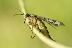 Wojsiłka pospolita (Panorpa communis)