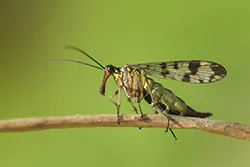 Wojsiłka pospolita (Panorpa communis)