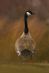 Bernikla kanadyjska (Branta canadensis)