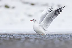Black-headed Gull (Larus ridibundus)
