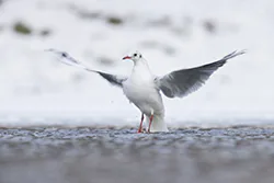Black-headed Gull (Larus ridibundus)
