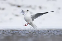 Black-headed Gull (Larus ridibundus)