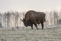 Żubr (Bison bonasus)