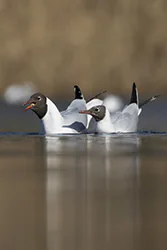 Black-headed Gull (Larus ridibundus)