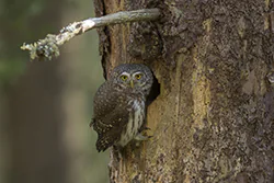 Sóweczka (Glaucidium passerinum)