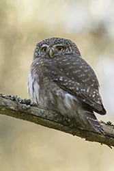 Sóweczka (Glaucidium passerinum)