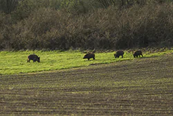 Dzik (Sus scrofa)