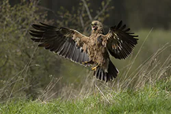 Orlik krzykliwy (Aquila pomarina)