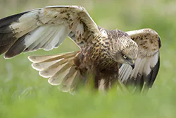 Błotniak stawowy (Circus aeruginosus)