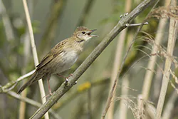 Świerszczak (Locustella naevia)