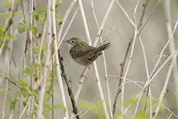 Świerszczak (Locustella naevia)