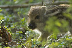 Dzik (Sus scrofa)