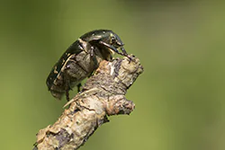 Rose Chafer  (Cetonia aurata)