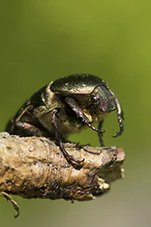 Rose Chafer  (Cetonia aurata)