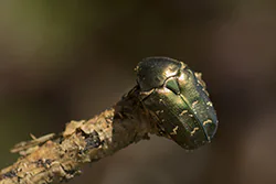 Rose Chafer  (Cetonia aurata)