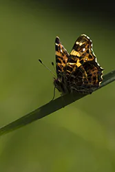 Rusałka kratkowiec (Araschnia levana)