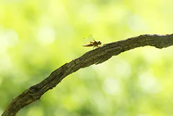 Ważka płaskobrzucha (Libellula depressa)