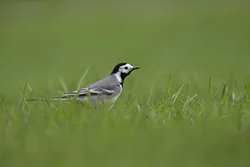 Pliszka siwa (Motacilla alba)