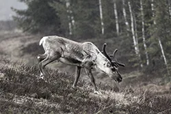 Reindeer (Rangifer tarandus)