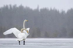 Whooper Swan (Cygnus cygnus)