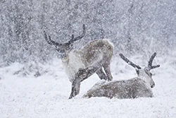 Reindeer (Rangifer tarandus)