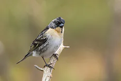 Brambling (Fringilla montifringilla)