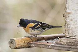 Brambling (Fringilla montifringilla)