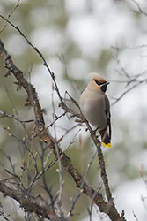 Bohemian Waxwing (Bombycilla garrulus)