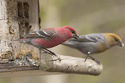 Pine Grosbeak (Pinicola enucleator)