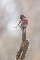 Common Redpoll (Carduelis flammea)
