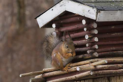 Wiewiórka (Sciurus vulgaris)