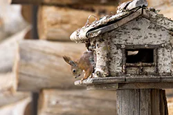 Wiewiórka (Sciurus vulgaris)
