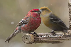 Pine Grosbeak (Pinicola enucleator)