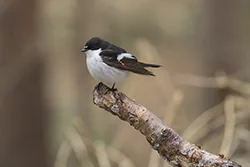 Pied Flycatcher (Ficedula hypoleuca)