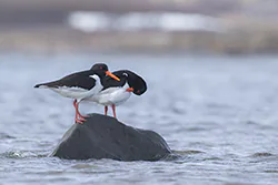 Ostrygojad (Haematopus ostralegus)