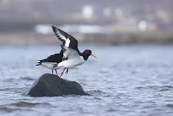 Ostrygojad (Haematopus ostralegus)