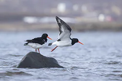 Ostrygojad (Haematopus ostralegus)