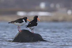 Ostrygojad (Haematopus ostralegus)