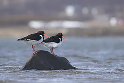 Ostrygojad (Haematopus ostralegus)