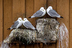 Black-legged Kittiwake (Rissa tridactyla)